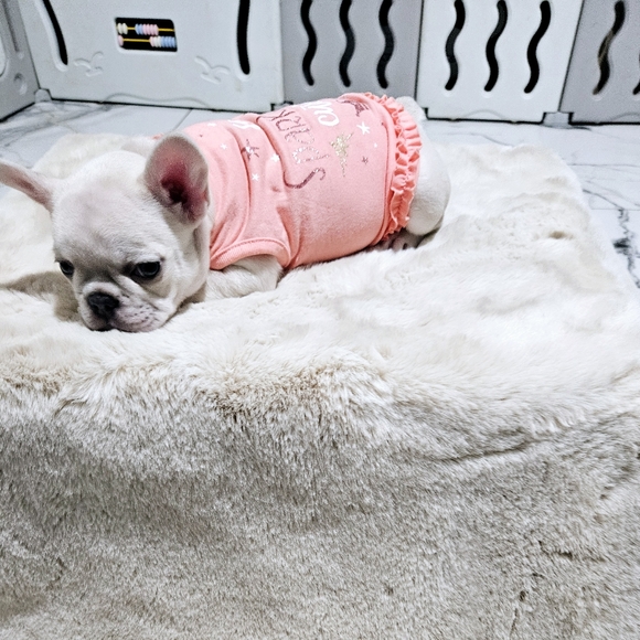 Top Paw Puppy Dog Shirt - Picture 6 of 10